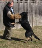 Dog training - Protection training