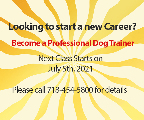 Dog School NYC, Dog Training certification program NYC Dog Schools NY